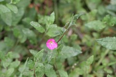 Oenothera rosea